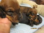 Dachshund (Ssh) Puppies For Sale - Dachshund Dog