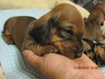 Dachshund (Ssh) Puppies For Sale - Dachshund Dog