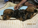 Dachshund (Ssh) Puppies For Sale - Dachshund Dog