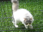 dilute calico female--SOLD