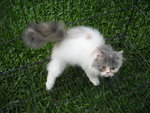 dilute calico female--SOLD