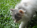 dilute calico female--SOLD