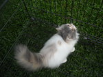 dilute calico female--SOLD