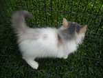 dilute calico female--SOLD