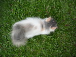 dilute calico female--SOLD