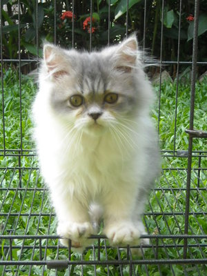 PF47337 - Persian Cat