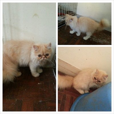 Cream - Persian Cat