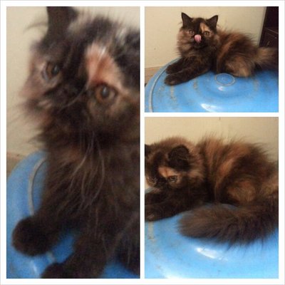 Tortie - Persian Cat