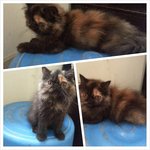 Tortie - Persian Cat