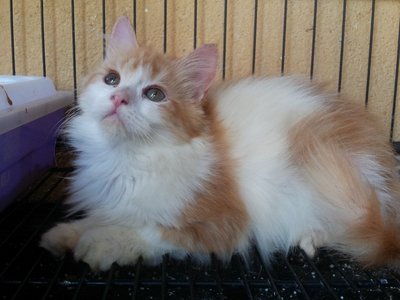 Celly - Persian + Tabby Cat