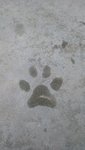 Here's my paw print after a lovely soapy bath!