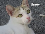 Snowy (Mummy)  - Domestic Short Hair Cat