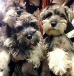 Miniature Schnauzer - Small &amp; Cute - Schnauzer Dog