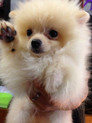 Pomeranian - Taiwan Imp Parent  - Pomeranian Dog