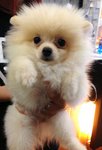 Pomeranian - Taiwan Imp Parent  - Pomeranian Dog