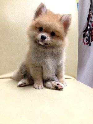 Pomeranian Thick Fur  - Pomeranian Dog