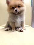 Pomeranian Thick Fur  - Pomeranian Dog