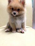 Pomeranian Thick Fur  - Pomeranian Dog