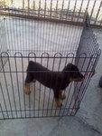 X Name - Rottweiler Dog