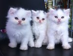 Flat Face Persian Kittens - Persian Cat