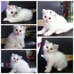 Flat Face Persian Kittens - Persian Cat