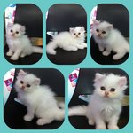 Flat Face Persian Kittens - Persian Cat