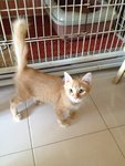 Gingy - Domestic Medium Hair Cat