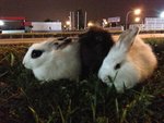 PF47394 - Angora Rabbit + Hotot Rabbit