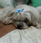 Bibi - Shih Tzu Dog