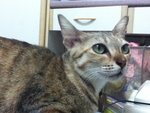 Fiona - Domestic Short Hair Cat