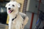 Snowie - Terrier Mix Dog