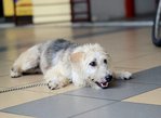 Snowie - Terrier Mix Dog