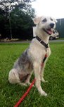 Snowie - Terrier Mix Dog