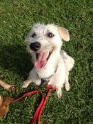 Snowie - Terrier Mix Dog