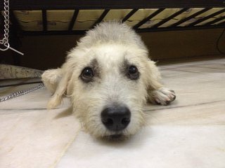 Snowie - Terrier Mix Dog