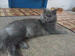 Junior Aka Gemuk - British Shorthair + Persian Cat