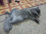 Junior Aka Gemuk - British Shorthair + Persian Cat