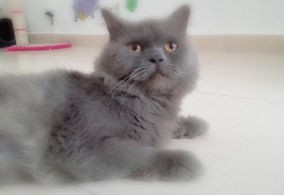 Junior Aka Gemuk - British Shorthair + Persian Cat