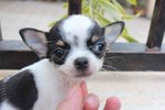 T-cup Short Coat Chihuahua Puppy  - Chihuahua Dog