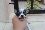 T-cup Short Coat Chihuahua Puppy  - Chihuahua Dog