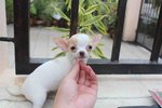 T-cup Short Coat Chihuahua Puppy  - Chihuahua Dog