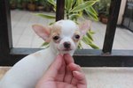 T-cup Short Coat Chihuahua Puppy  - Chihuahua Dog