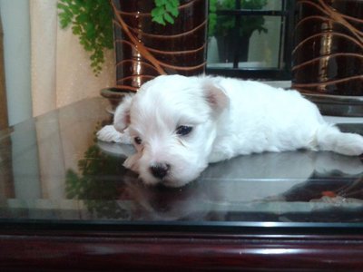 3 Weeks Puppies With Mka - Maltese Dog