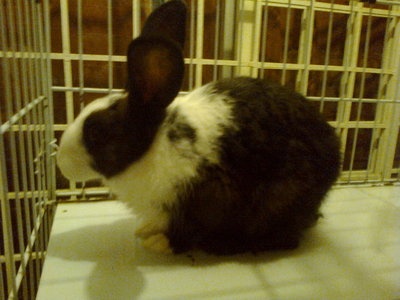 Allan - Bunny Rabbit + Angora Rabbit Rabbit