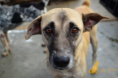 Nelson - Mixed Breed Dog