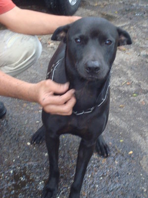 Hitam - Mixed Breed Dog