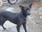 Hitam - Mixed Breed Dog