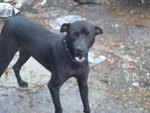 Hitam - Mixed Breed Dog