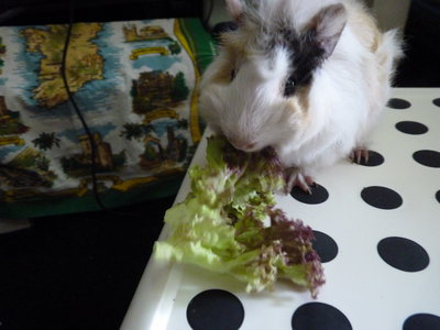 Toppy - Guinea Pig Small & Furry