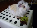 Toppy - Guinea Pig Small & Furry